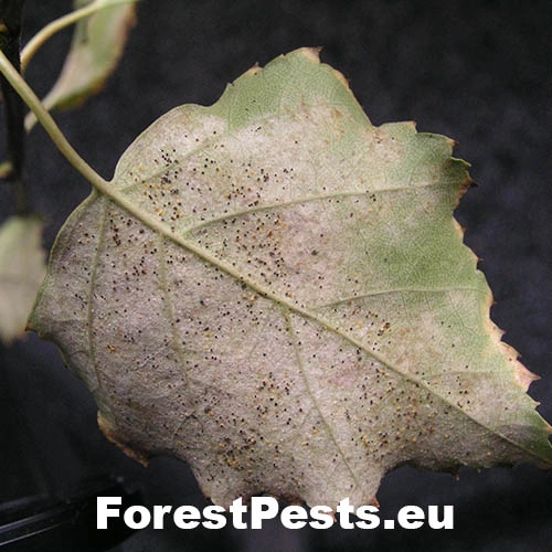 Veľkom&uacute;čka lieskov&aacute;