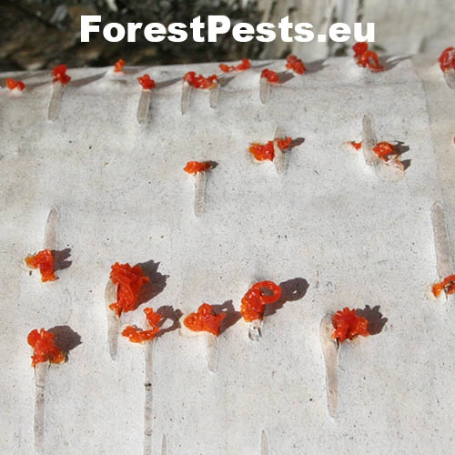 Cytospora chrysosperma