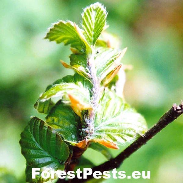 Strom&aacute;rka bukov&aacute;