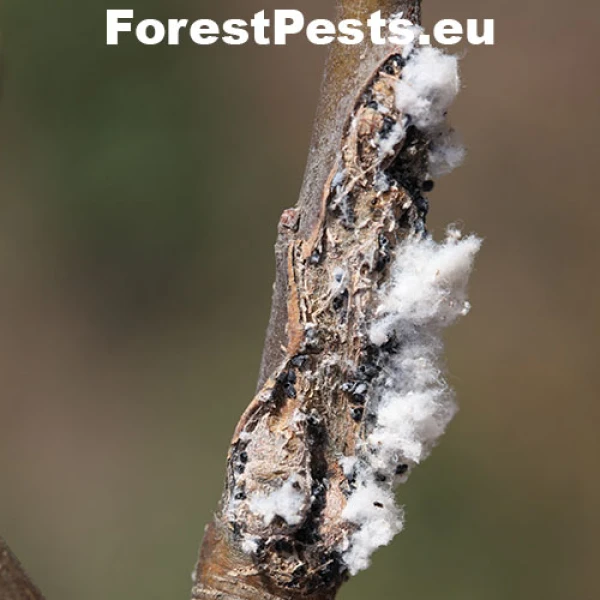 Vo&scaron;ka krvav&aacute;