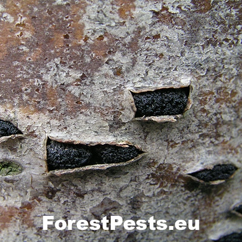 Eutypelka jarabinov&aacute;