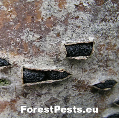 Eutypelka jarabinov&aacute;