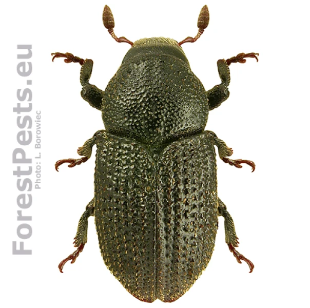 Lykokaz zrnit&yacute;