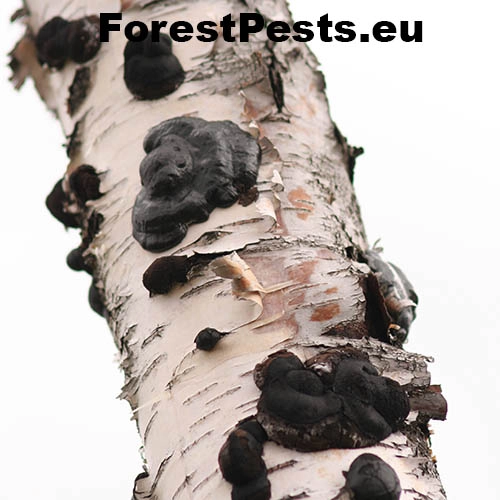 Dald&iacute;nia koncentrick&aacute;