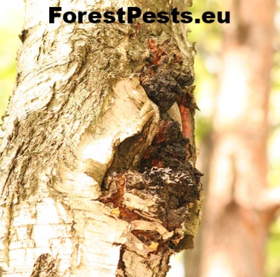 Ry&scaron;avec &scaron;ikm&yacute;