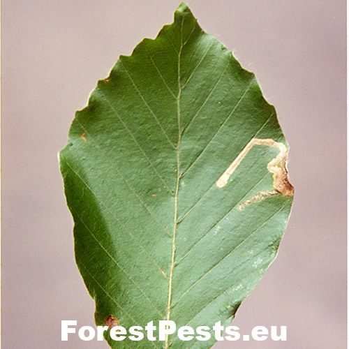 Drobn&iacute;k Stigmella hemargyrella