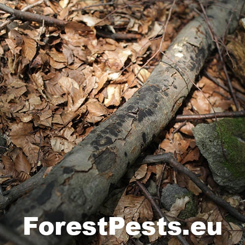 Peniazovček početn&yacute;