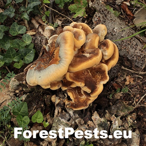 Vej&aacute;rovec obrovsk&yacute;