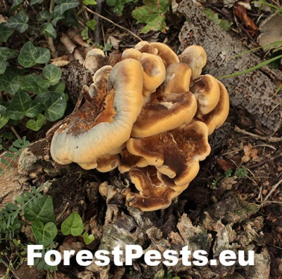 Vej&aacute;rovec obrovsk&yacute;