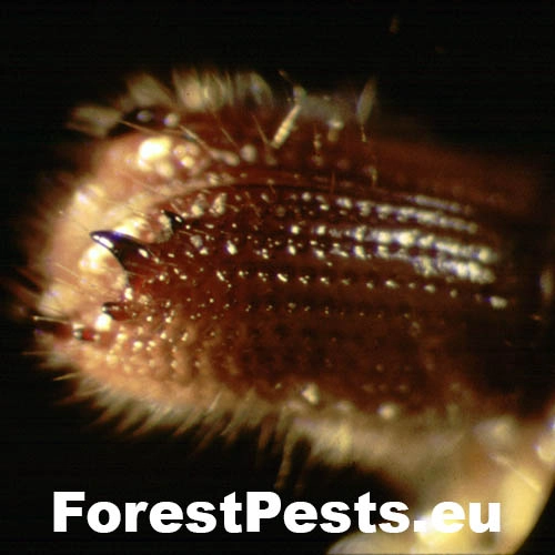 Lykožr&uacute;t jedľov&yacute;