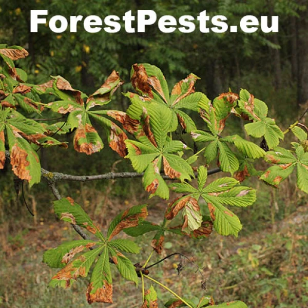 Antrakn&oacute;za paga&scaron;tanov&aacute;