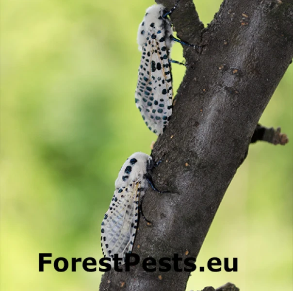 Drevotoč hru&scaron;kov&yacute;