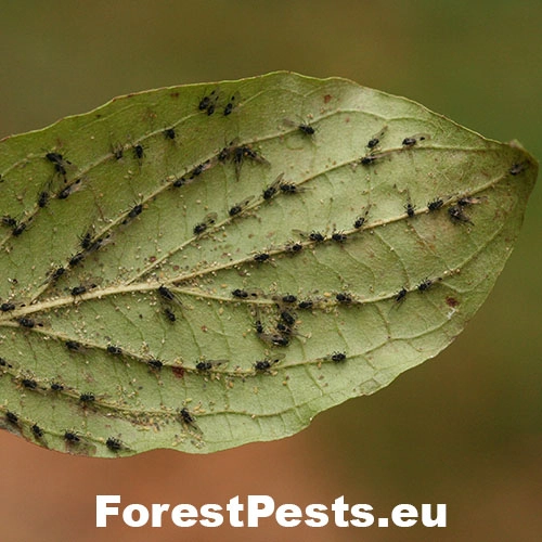 Vo&scaron;ka Anoecia corni