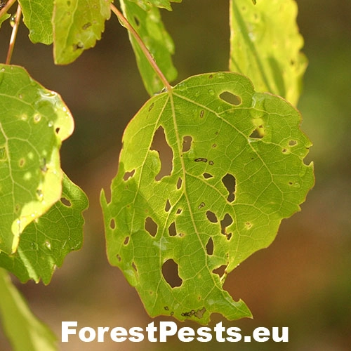 Liskavka Crepidodera spp.