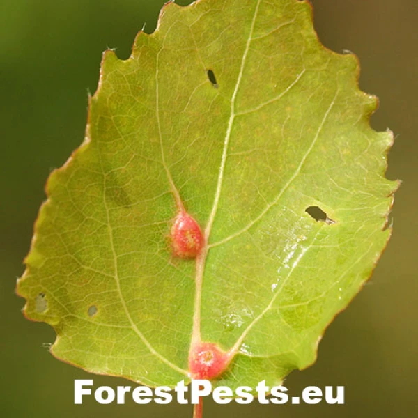 Byľomor Lasioptera populnea