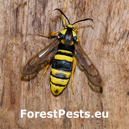 Podobn&iacute;k sr&scaron;ňovit&yacute;