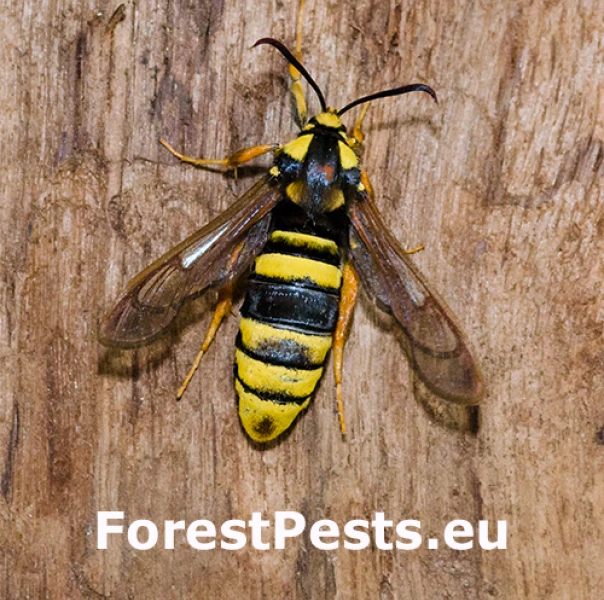 Podobn&iacute;k sr&scaron;ňovit&yacute;