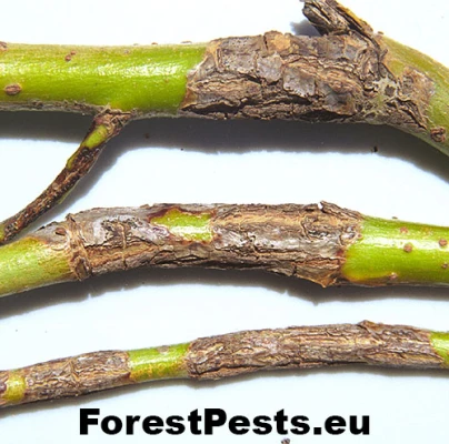 Pačia&scaron;ka vŕbov&aacute;