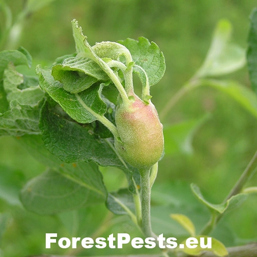 Byľomor Rabdophaga salicis