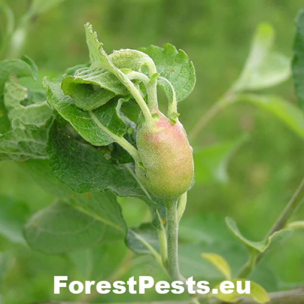 Byľomor Rabdophaga salicis