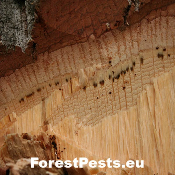 Ružica dubov&aacute;