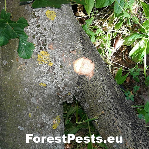 Prosthecium pyroforme