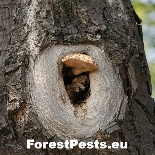 Tr&uacute;dnik &scaron;upinat&yacute;