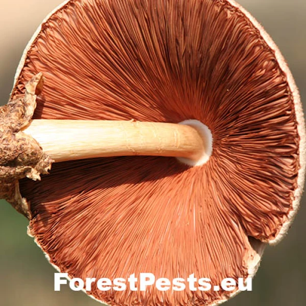 Po&scaron;vovec stromov&yacute;