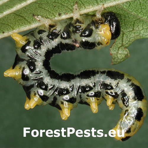 Piliarka brezov&aacute;