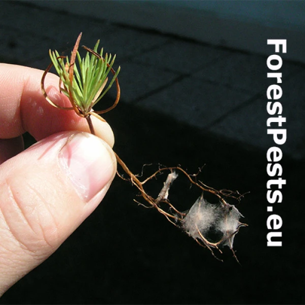 Fuz&aacute;rium Fusarium spp.