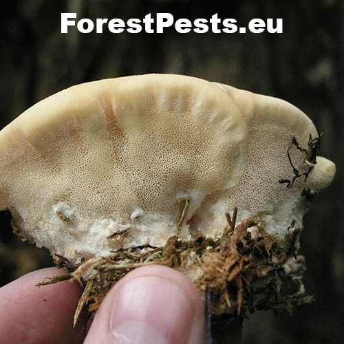 &Scaron;ťavnatec smrekov&yacute;