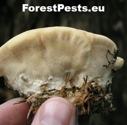 &Scaron;ťavnatec smrekov&yacute;