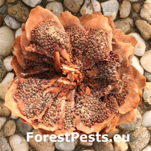 Hrdzovn&iacute;čka &scaron;i&scaron;kov&aacute;