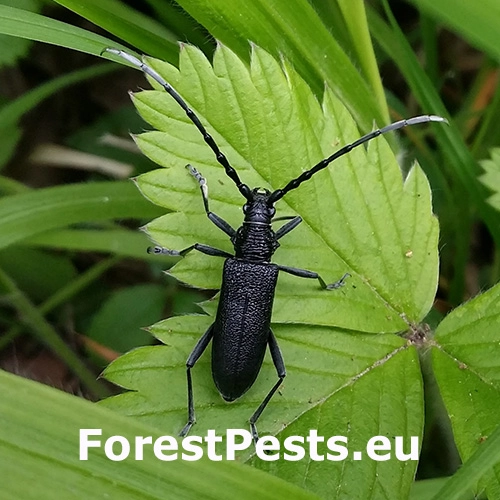 Fuz&aacute;č bukov&yacute;