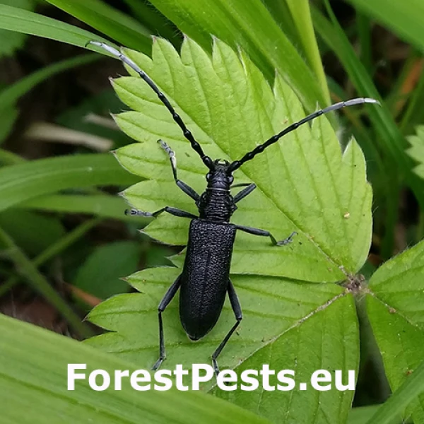 Fuz&aacute;č bukov&yacute;