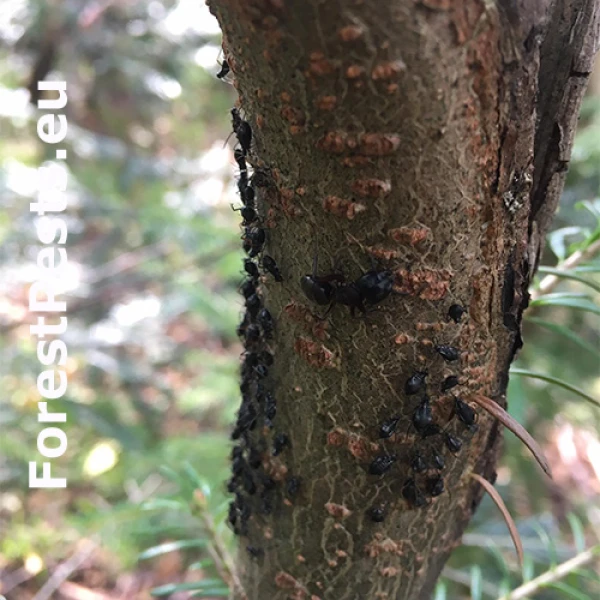 Medovnica Cinara curvipes