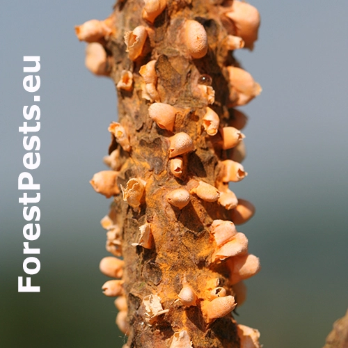 Hrdza Cronartium flaccidum