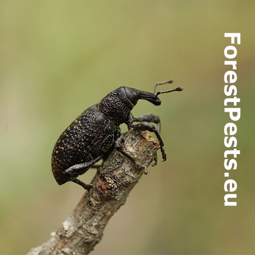 Tvrdoň smrekovcov&yacute;