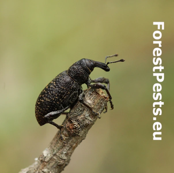 Tvrdoň smrekovcov&yacute;