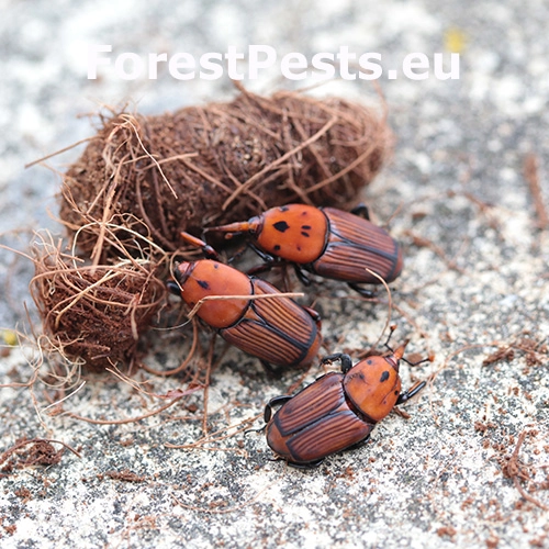 Nos&aacute;nik palmov&yacute;