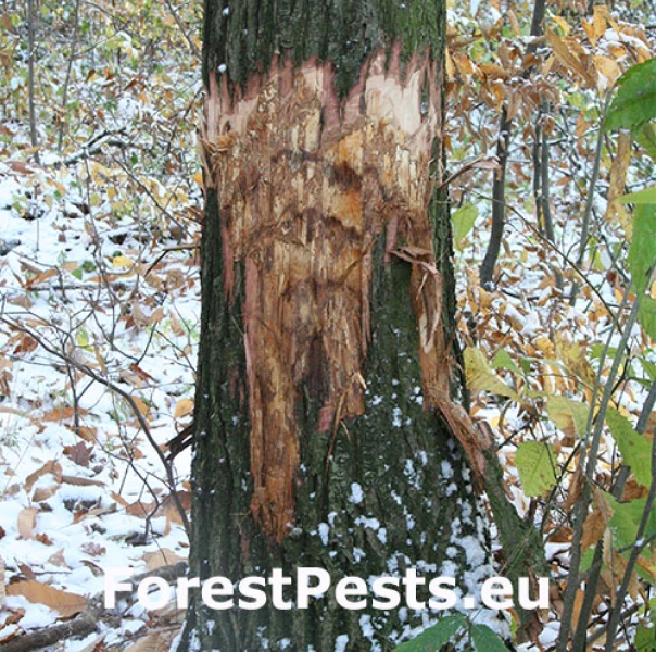 Rakovina k&ocirc;ry ga&scaron;tana