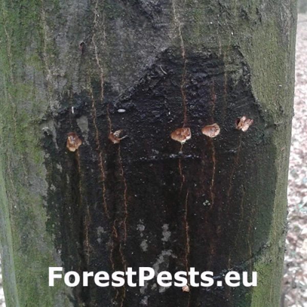 Kr&uacute;žkovanie stromov - ďateľ