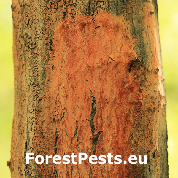 Oranžov&aacute; k&ocirc;ra