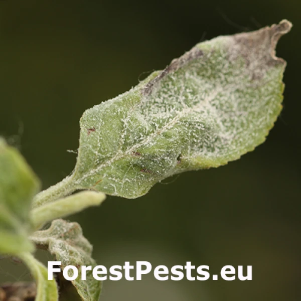 M&uacute;čnatka jabloňov&aacute;