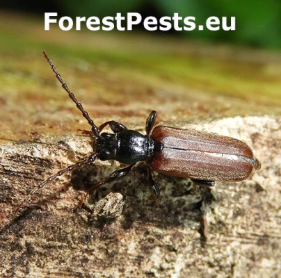 Fuz&aacute;č smrekov&yacute;