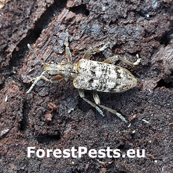 Fuz&aacute;č k&ocirc;rov&yacute;