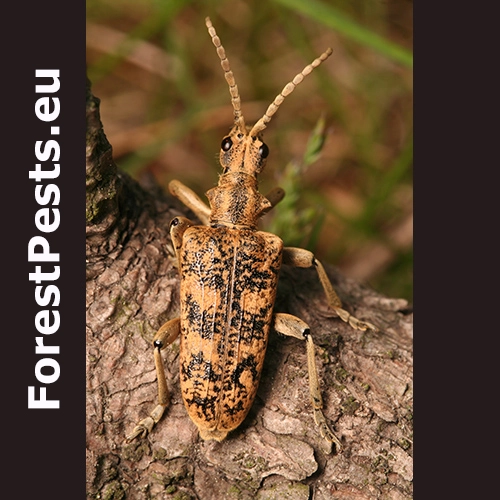 Fuz&aacute;č žlto&scaron;kvrn&yacute;