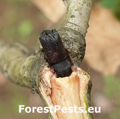 Pak&ocirc;rnik Sinoxylon perforans