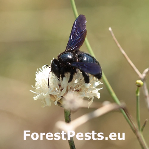 Drev&aacute;r fialov&yacute;