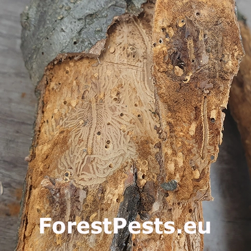 Podk&ocirc;rnik ovocn&yacute;